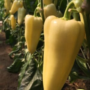 paprika trinity f1