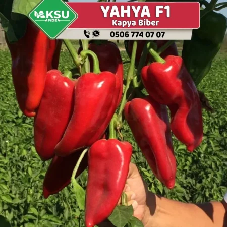 paprika yahya f1