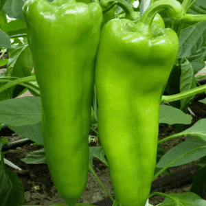 paprika zelenika f1