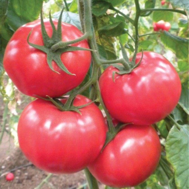 paradajz asya(euroasia) f1vvvv