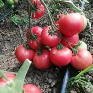 paradajz cassarosa f1