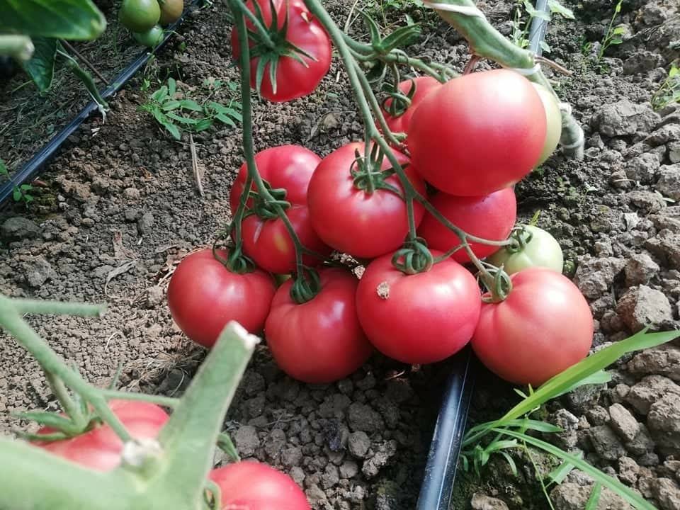 paradajz cassarosa f1