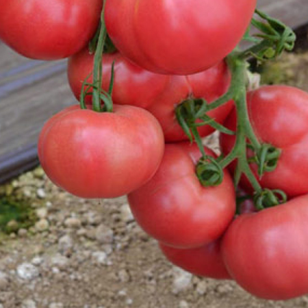 paradajz fuji pink f1