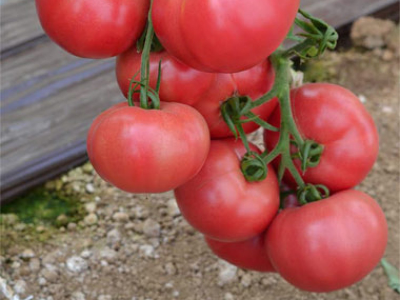 paradajz fuji pink f1