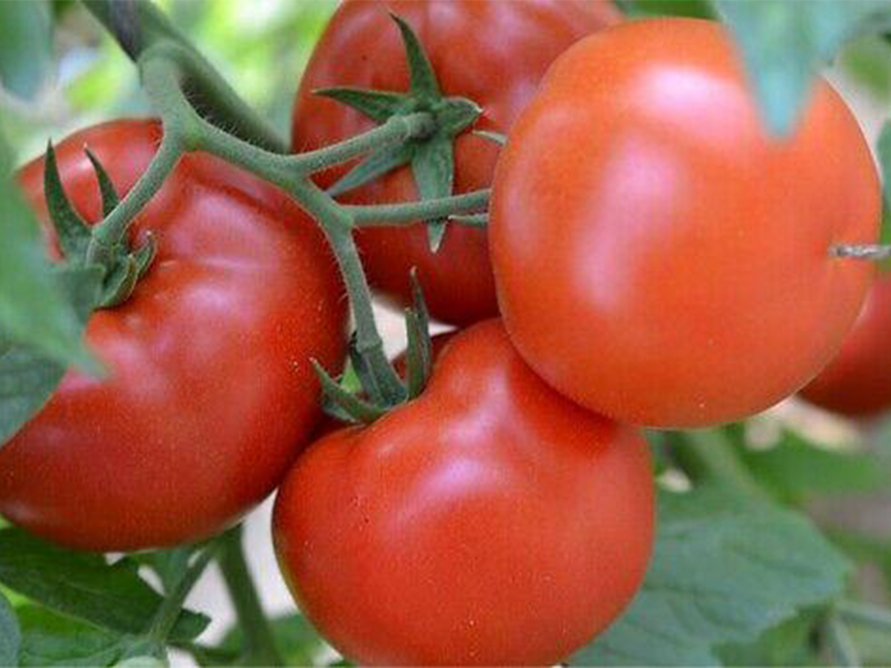paradajz grumira f1