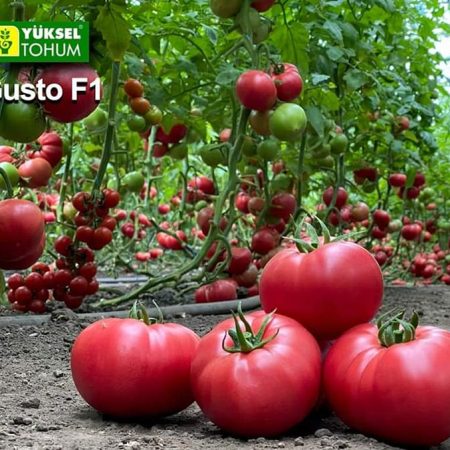 paradajz gusto pink f1