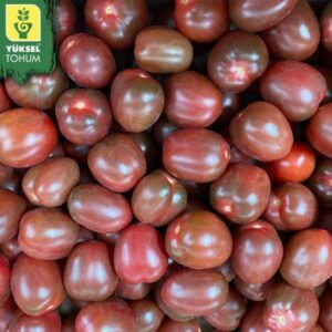 paradajz purpurina f1