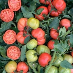 paradajz sonarosa f1