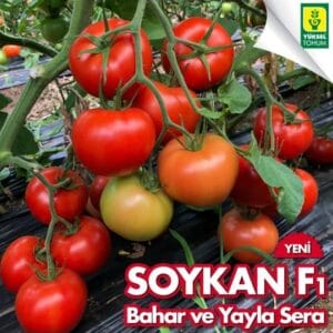 paradajz soykan f1