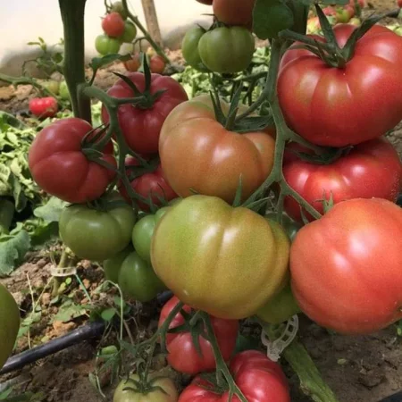 paradajz pink gusto f1