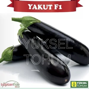 Plavi patlidžan Yakut F1 | 1000sem