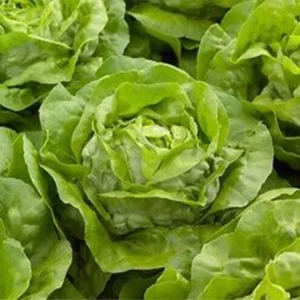 salata aviatore