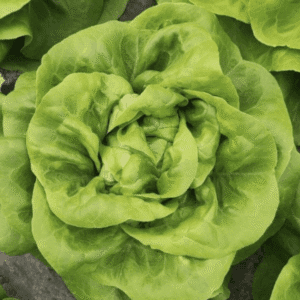 salata belafore