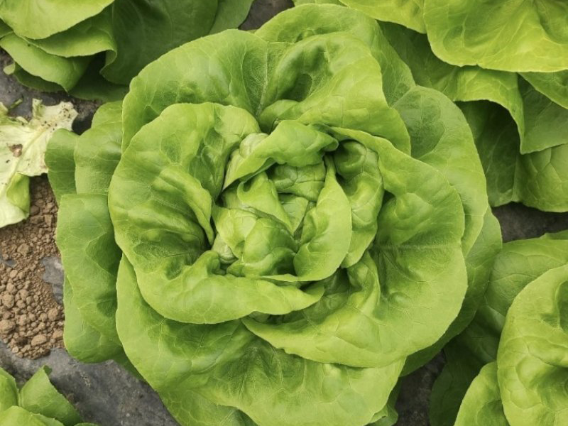 salata belafore
