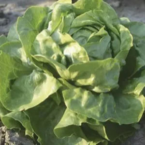 salata daguan