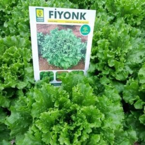 Salata Fiyonk | 5000sem