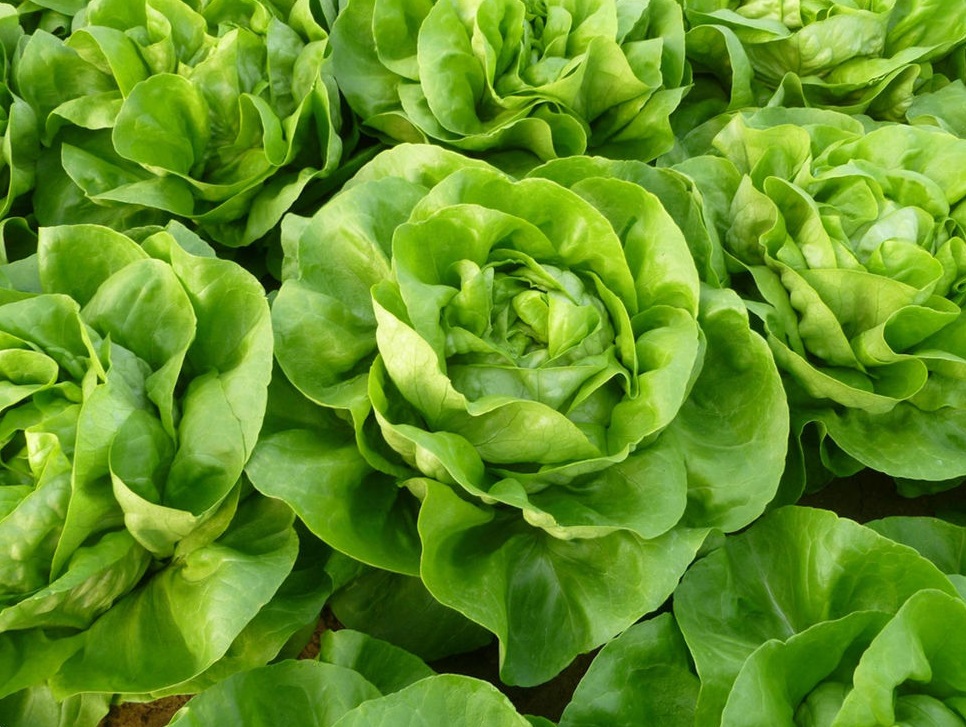 salata genesis