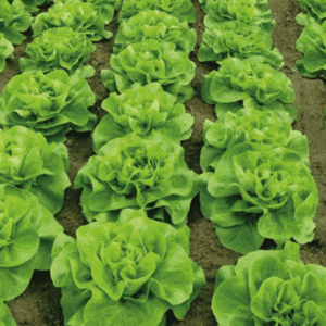 salata gladiore