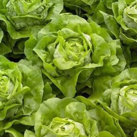 salata julian