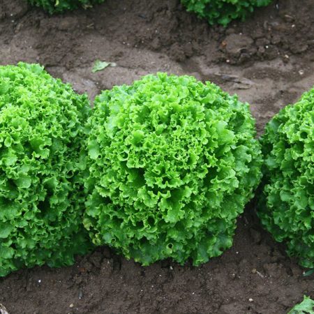 salata kanaryole