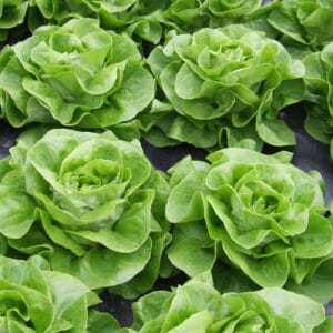 salata mafalda
