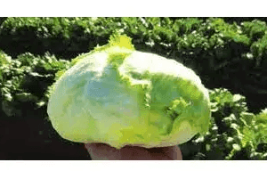 salata metalia