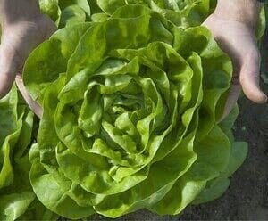 salata meteore