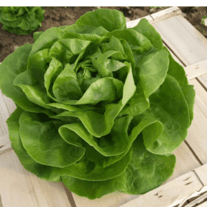 salata neil