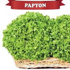 salata papyon