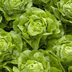 salata radian