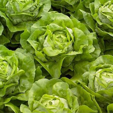 salata radian
