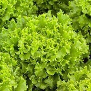 salata vignole