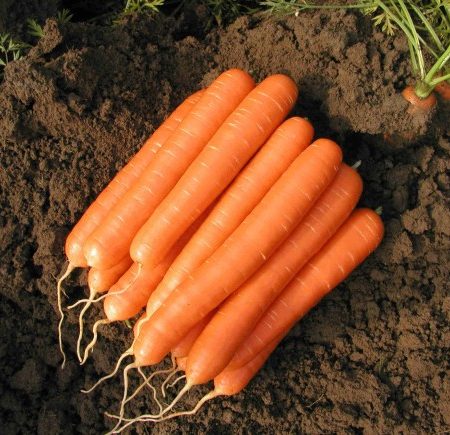 sargarepa romance f1