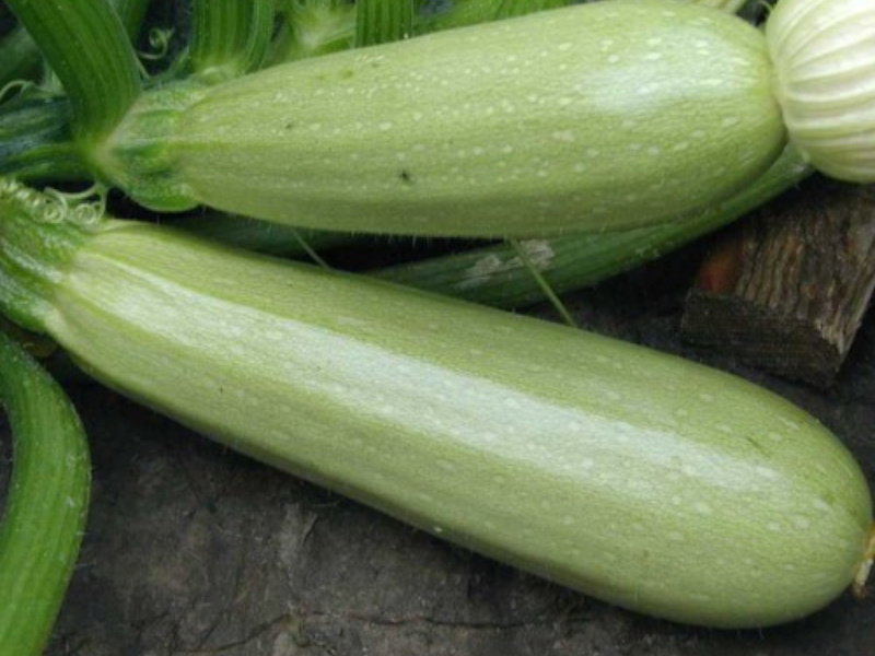 tikvica aziad f1