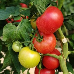 tomato fuchsia f1
