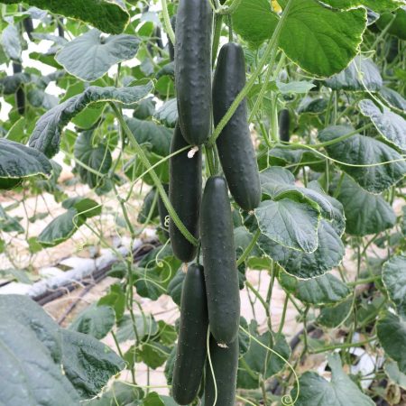 krastavac iperione f1