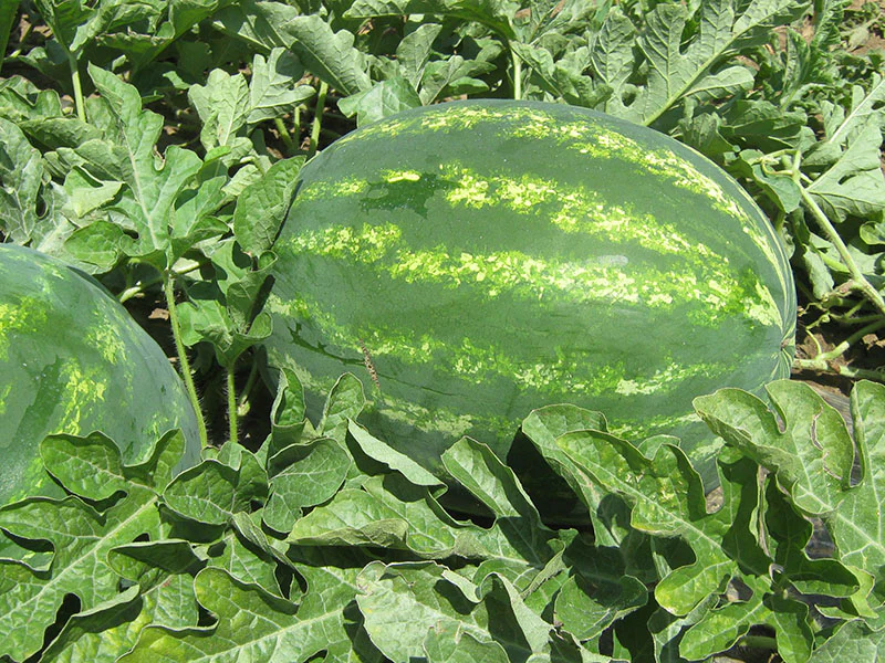 lubenica colosseo f1