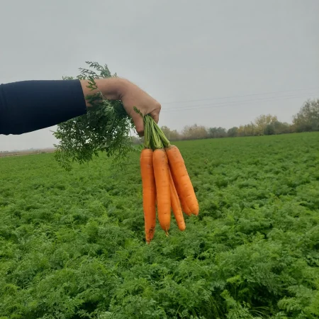 sargarepa carruba f1