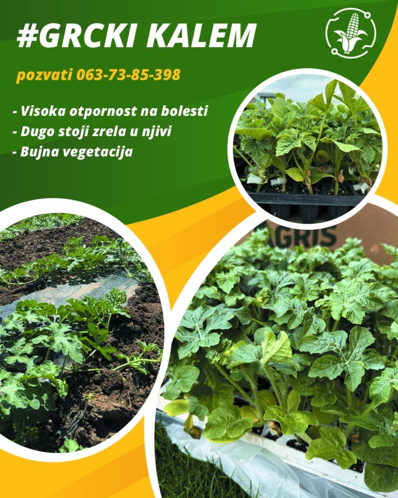 Grčki kalem lubenice – pouzdana osnova za dobar prinos