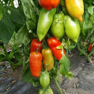 paradajz cornabel f1