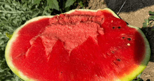 Lubenica Red Secret F1 presečena na polju