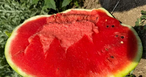 Lubenica Red Secret F1 presečena na polju