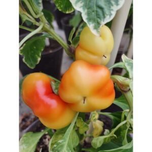 paprika beli kalvil