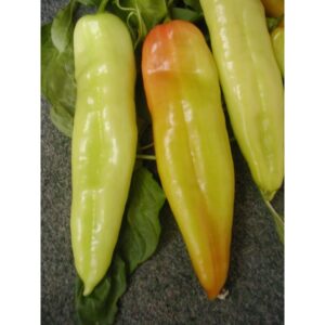 paprika dora palanka