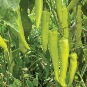 paprika hotstar f1