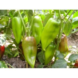 paprika kurtovska kapija palanka