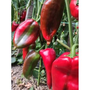 paprika moravska lepotica