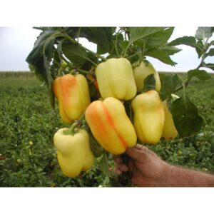 paprika palanacka babura