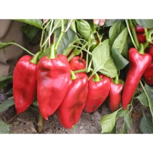 paprika palanacko cudo palanka