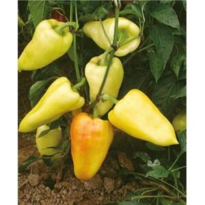 paprika somborka palanka
